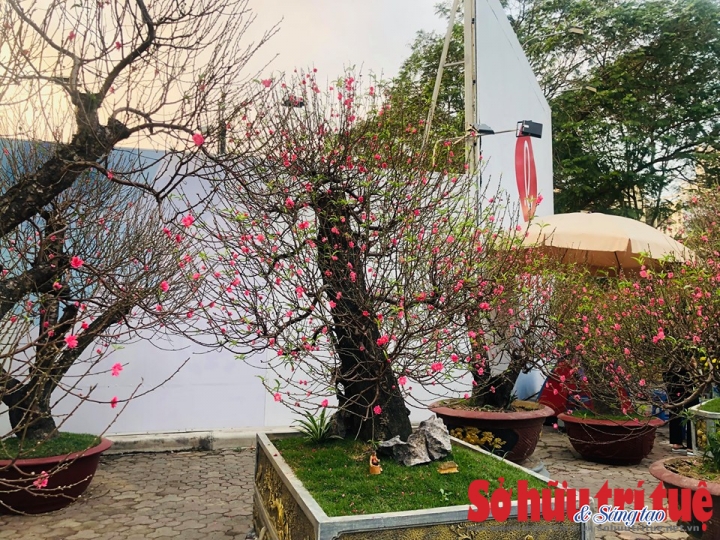 dao nhat tan 1