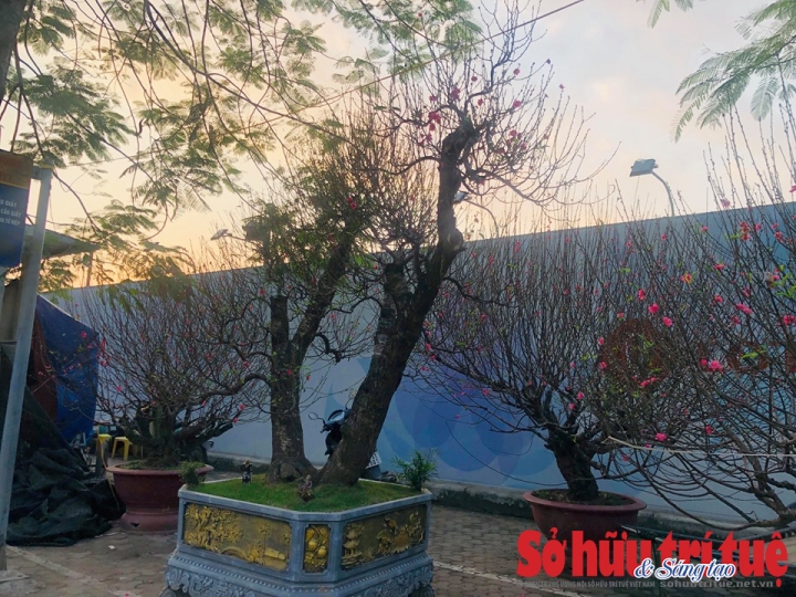 dao nhat tan 2