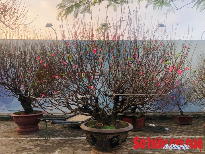 dao nhat tan 7