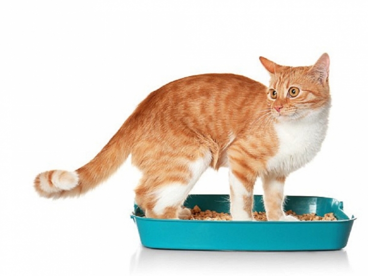 2137_meo-shutterstock_pyxj