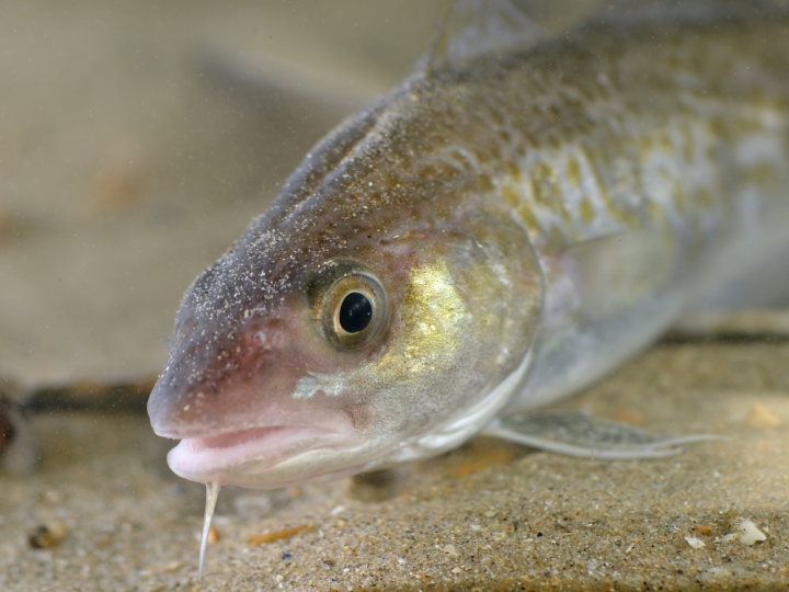Gadus_morhua_(head)
