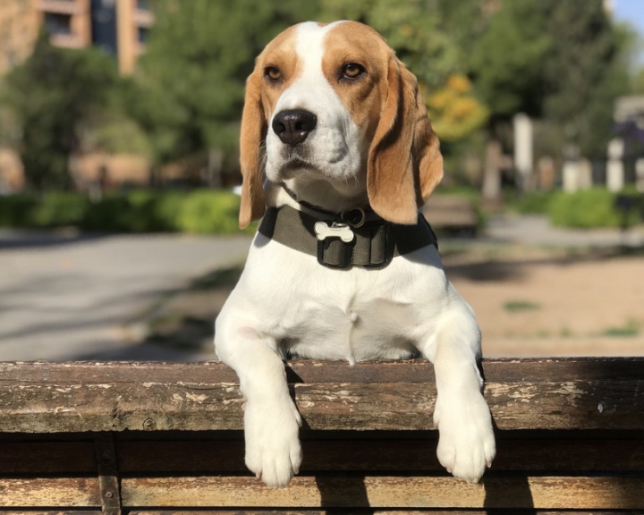 cho-beagle-05