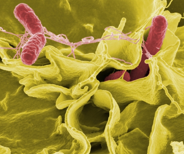 san_pham_nhiem_Salmonella_Poona